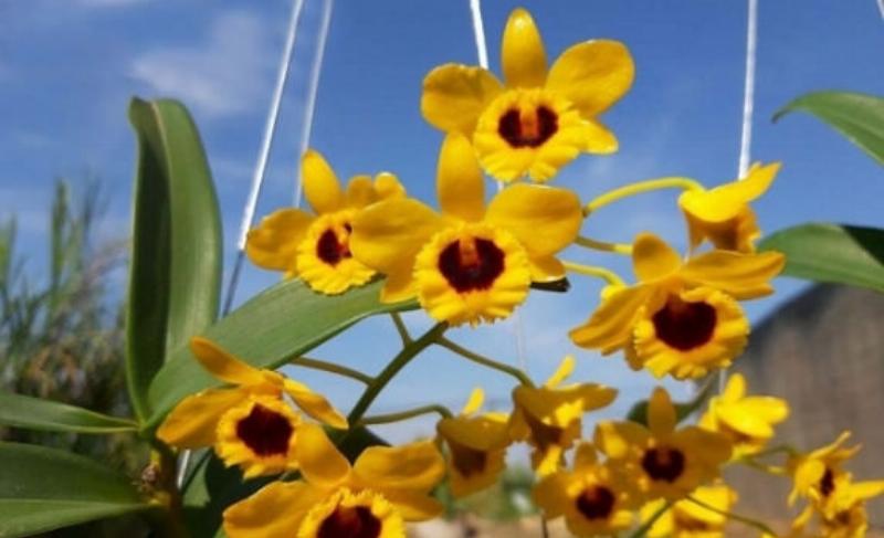 Đặc điểm nhận dạng Lan Sơn Thủy Tiên: chùm hoa vàng rực rỡ, thân giả hành mập mạp